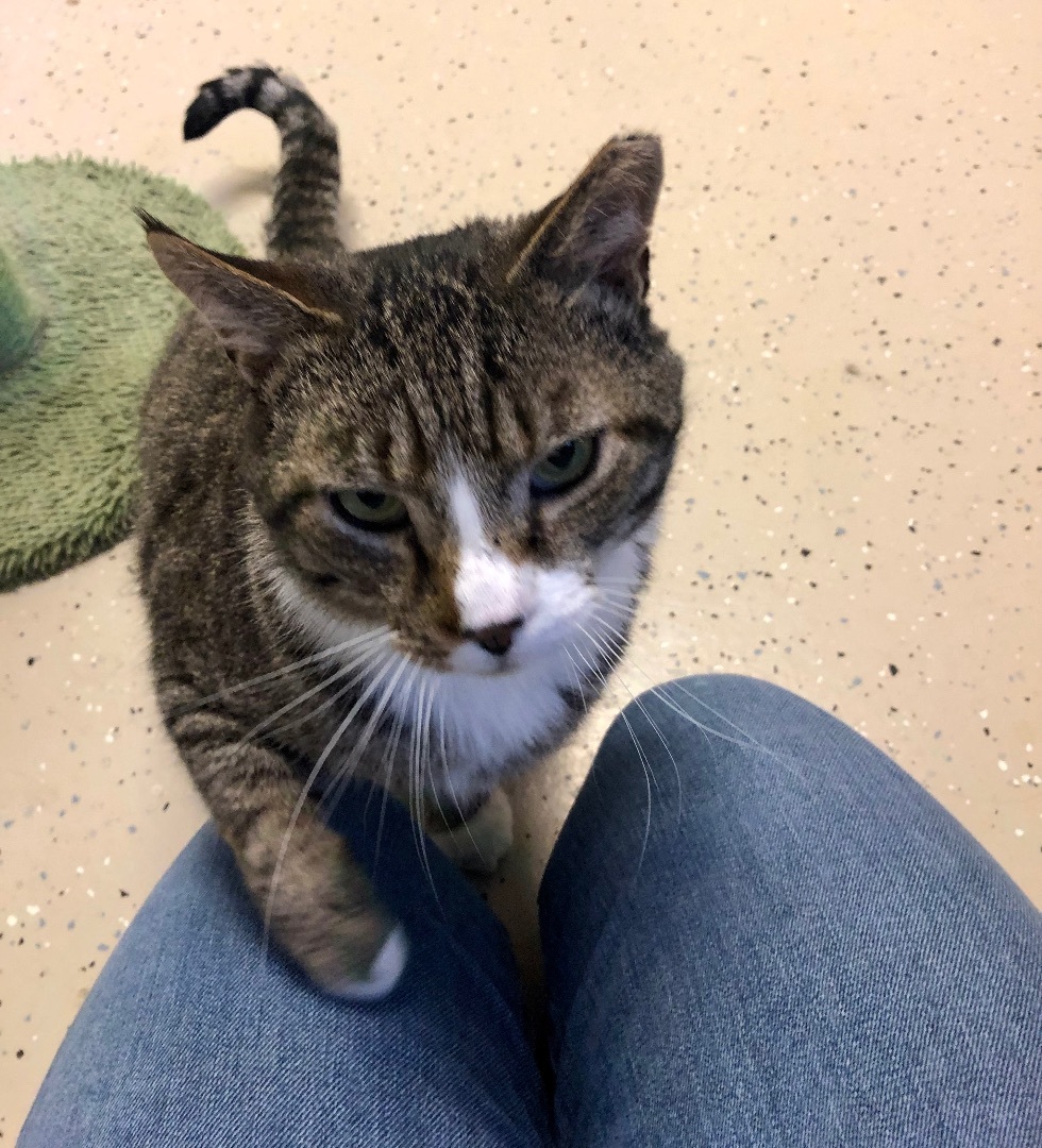 Kingsley (FIV+) — thumbnail 2