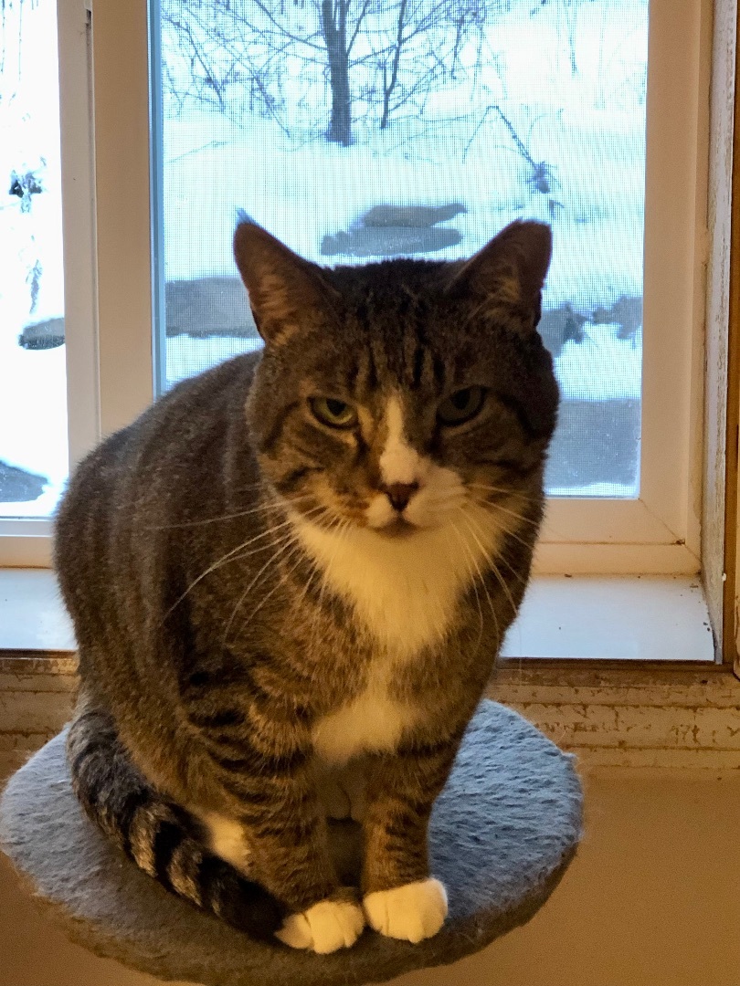 Kingsley (FIV+) — thumbnail 3