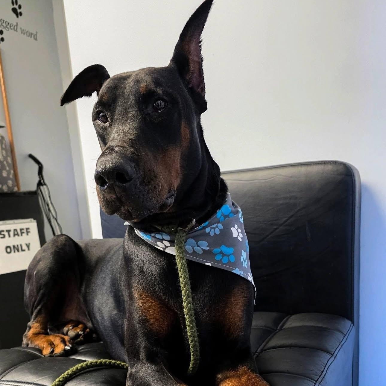 Enlarge Dobi-Wan Kenobi, a Adoptable Doberman Pinscher in Smithtown, NY image 1/3