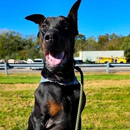 Enlarge Dobi-Wan Kenobi, a Adoptable Doberman Pinscher in Smithtown, NY image 3/3