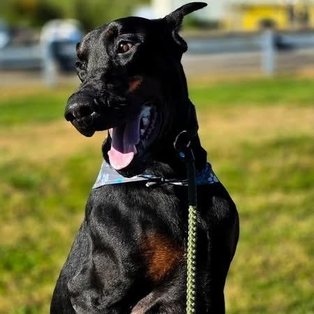 Enlarge Dobi-Wan Kenobi, a Adoptable Doberman Pinscher in Smithtown, NY image 2/3