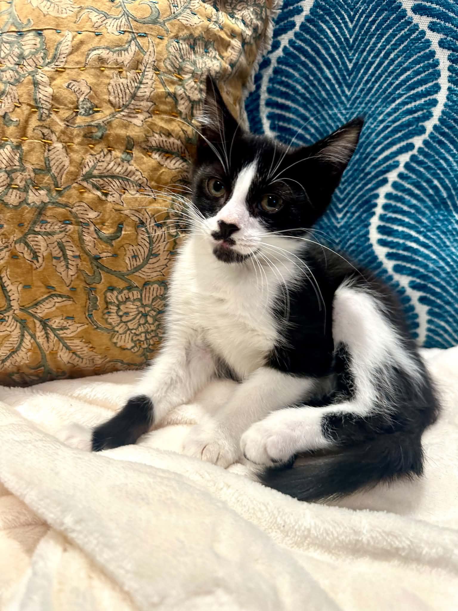 Theodore, a ADOPTABLE Domestic Short Hair in Battle Creek, MI image 1/2