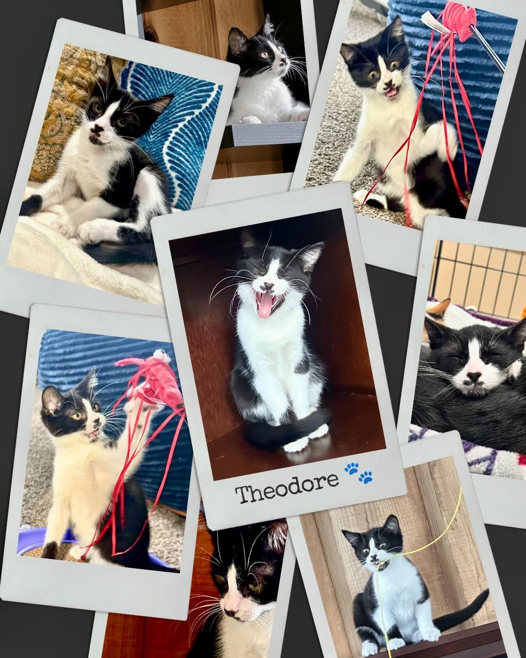 Enlarge Theodore, a ADOPTABLE Domestic Short Hair in Battle Creek, MI image 2/2