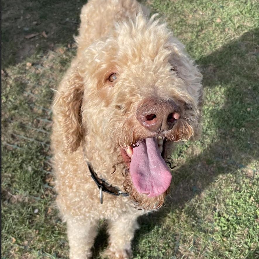 Harry Doodle — thumbnail 2