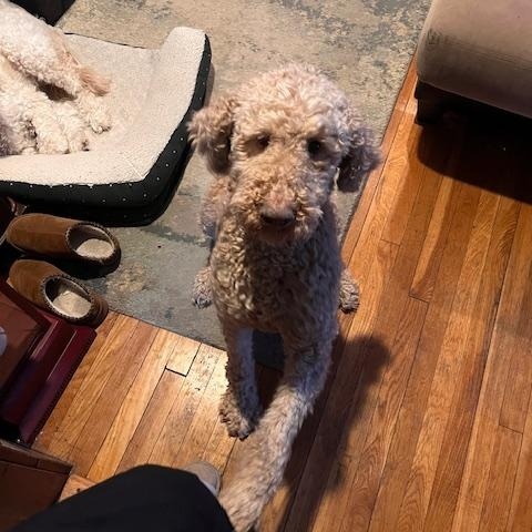 Harry Doodle — thumbnail 3