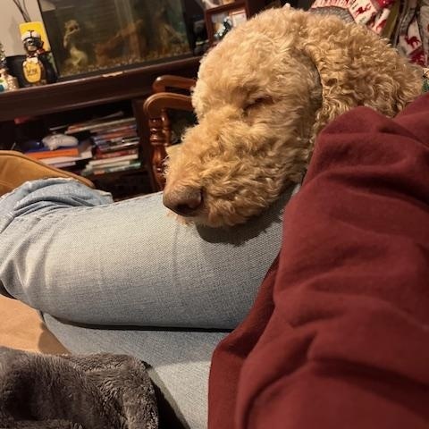 Harry Doodle — thumbnail 4