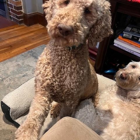 Harry Doodle — thumbnail 5