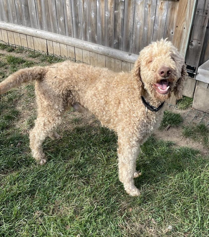 Harry Doodle — thumbnail 6