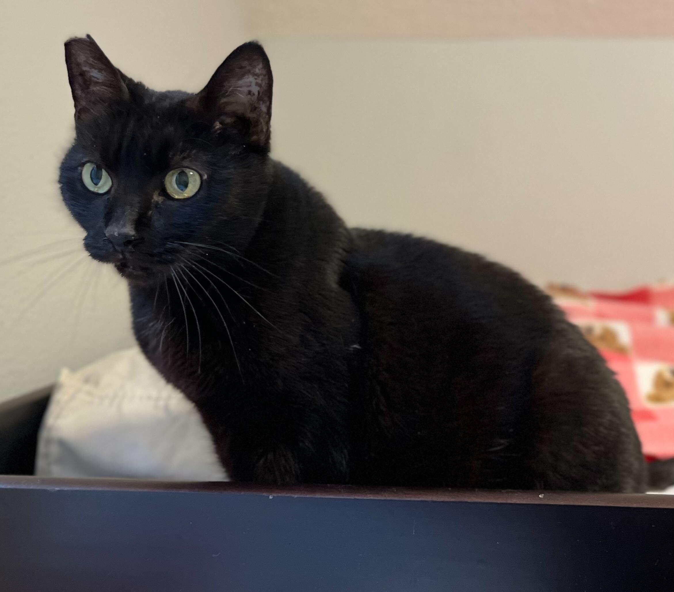 Enlarge Obsidian, a Adoptable Domestic Short Hair in Wilsonville, OR image 1/5