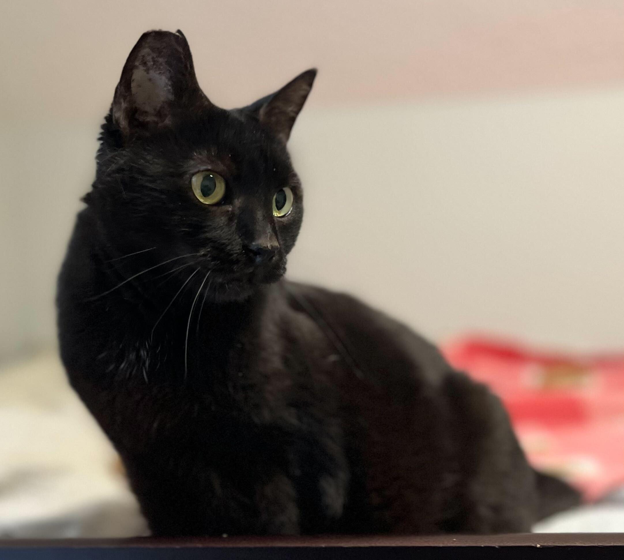 Enlarge Obsidian, a Adoptable Domestic Short Hair in Wilsonville, OR image 2/5