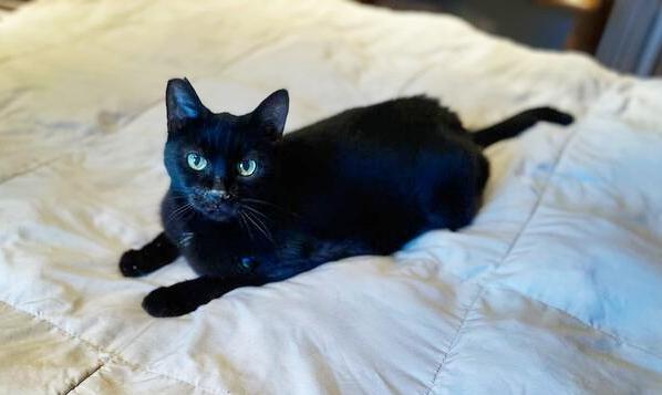 Enlarge Obsidian, a Adoptable Domestic Short Hair in Wilsonville, OR image 3/5