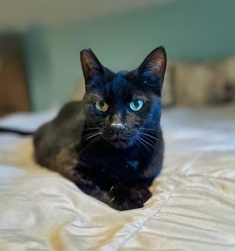 Enlarge Obsidian, a Adoptable Domestic Short Hair in Wilsonville, OR image 4/5