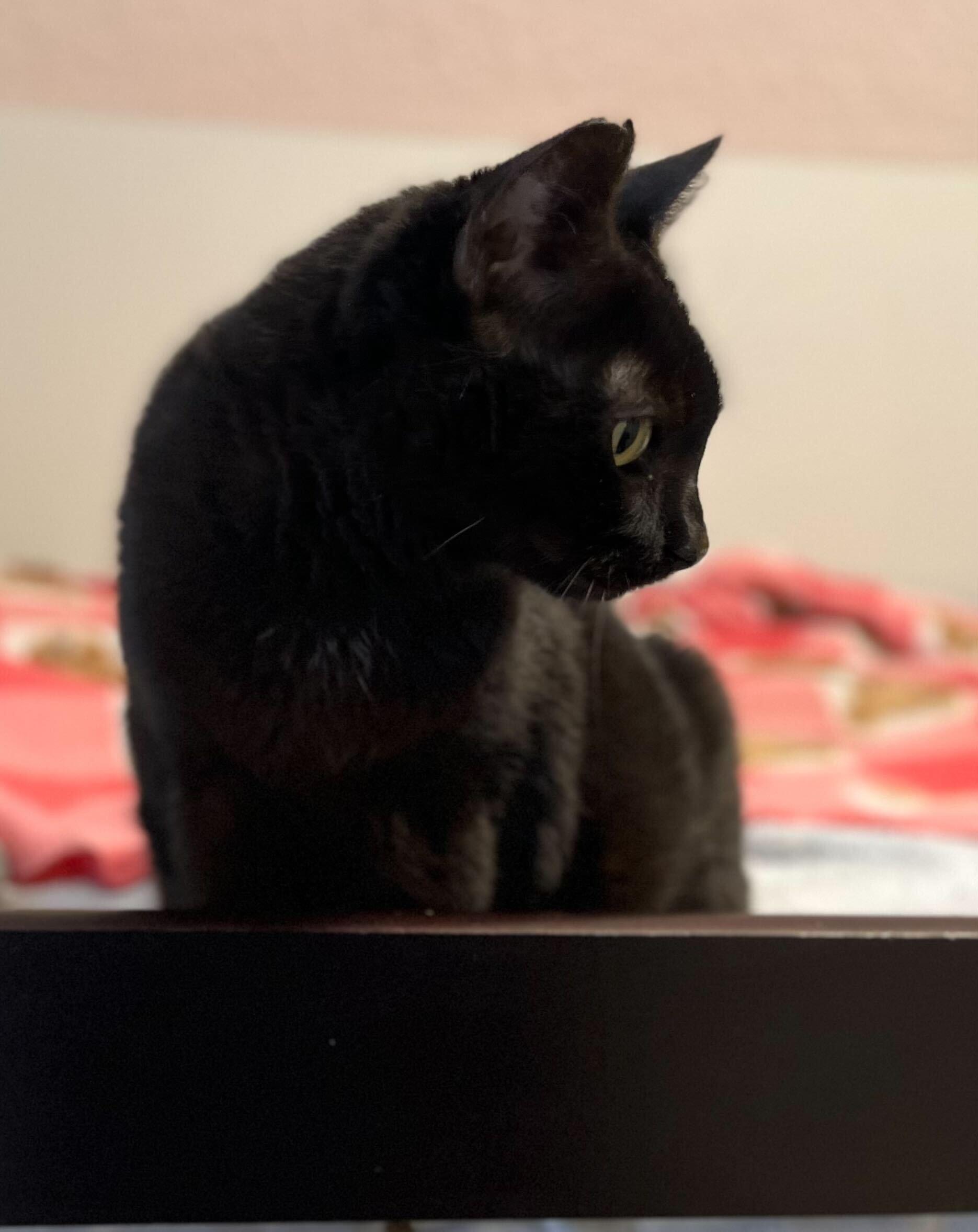 Enlarge Obsidian, a Adoptable Domestic Short Hair in Wilsonville, OR image 5/5