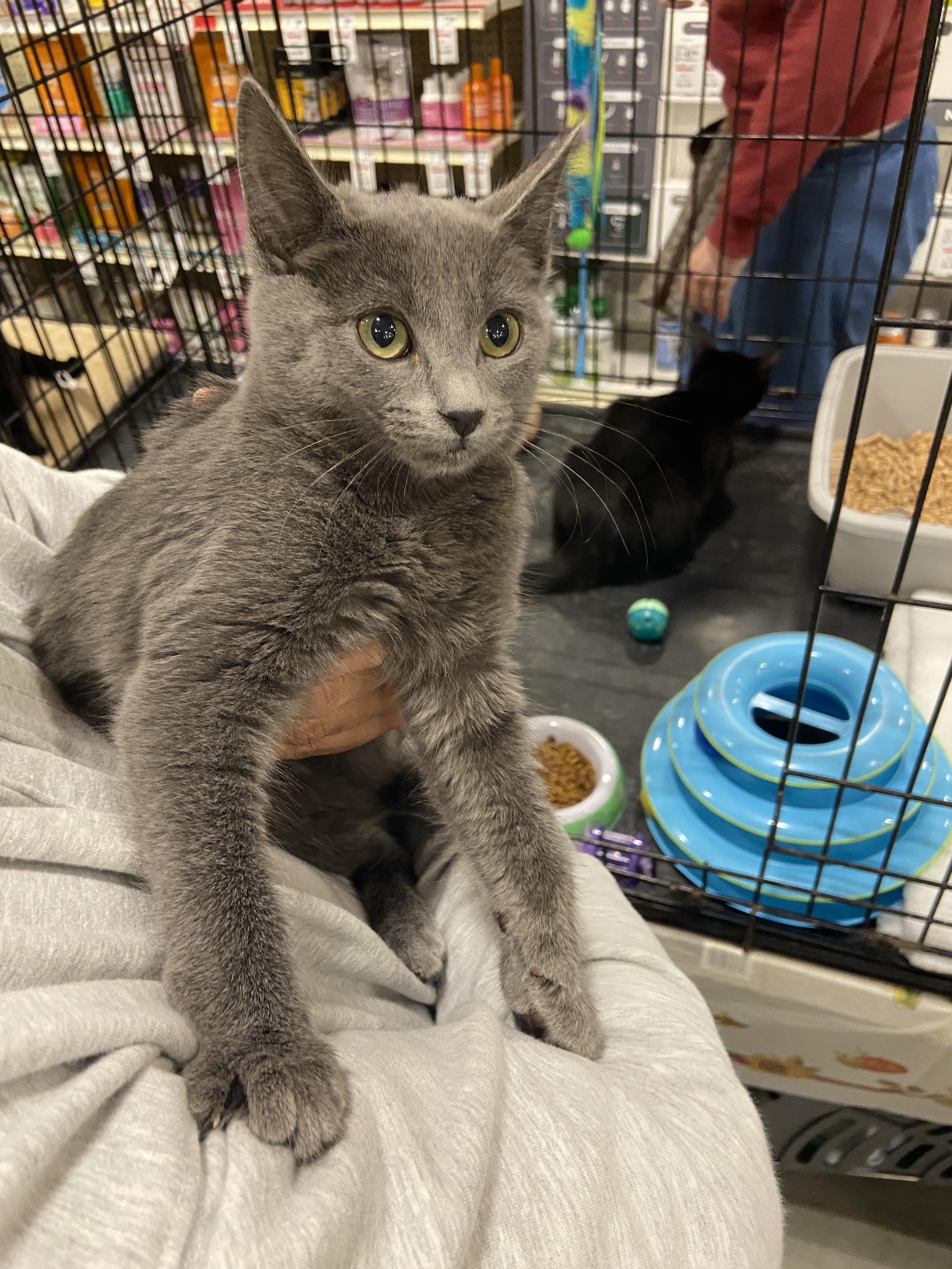 Misty, Adoptable, Kitten Female Domestic Short Hair.