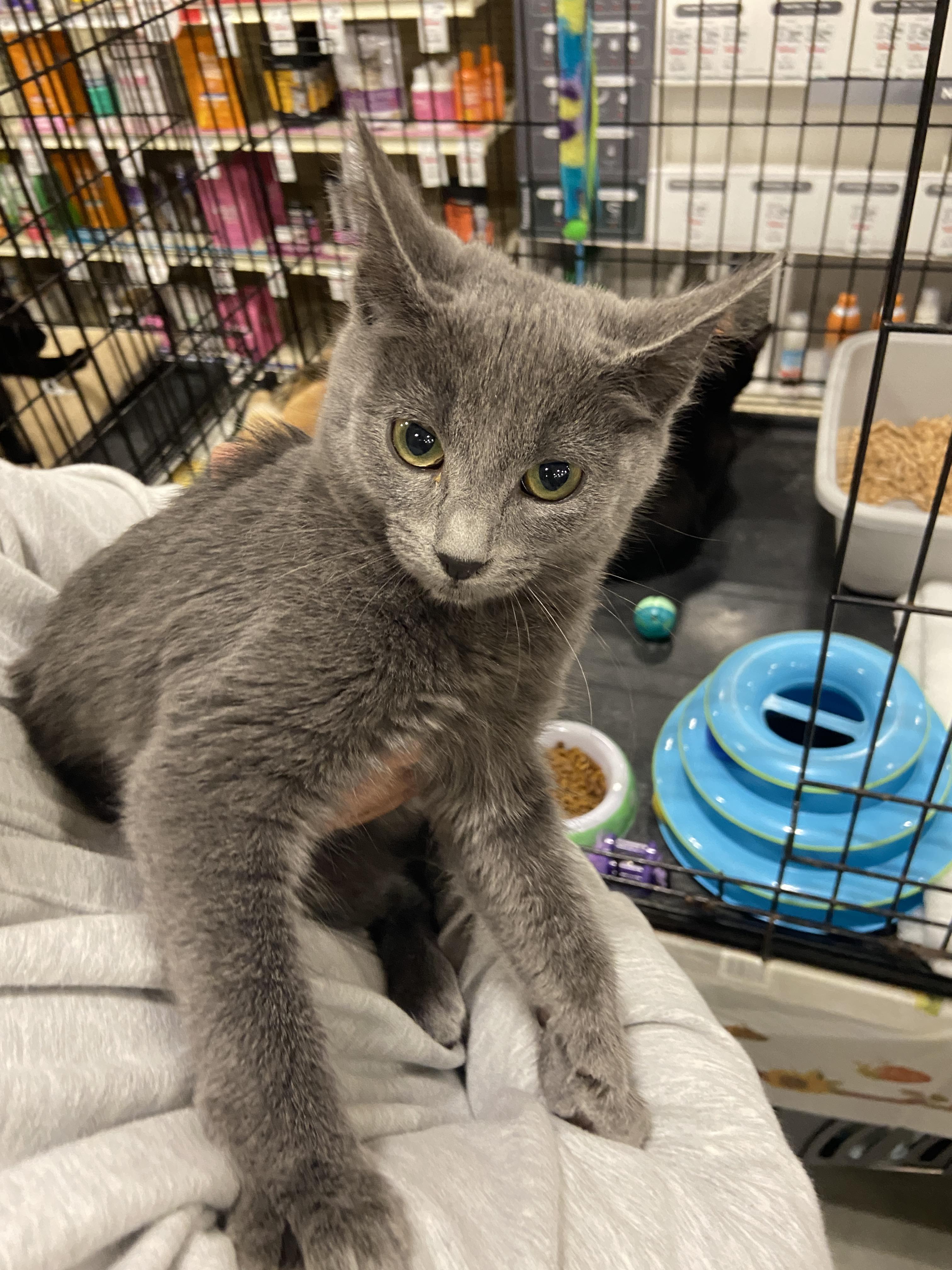 Misty, a Adoptable Domestic Short Hair in Salinas, CA image 2/2