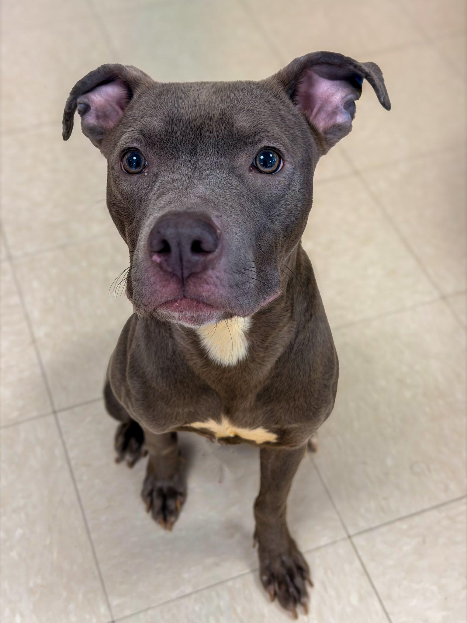 Dasher, Adoptable, Young Male Pit Bull Terrier.