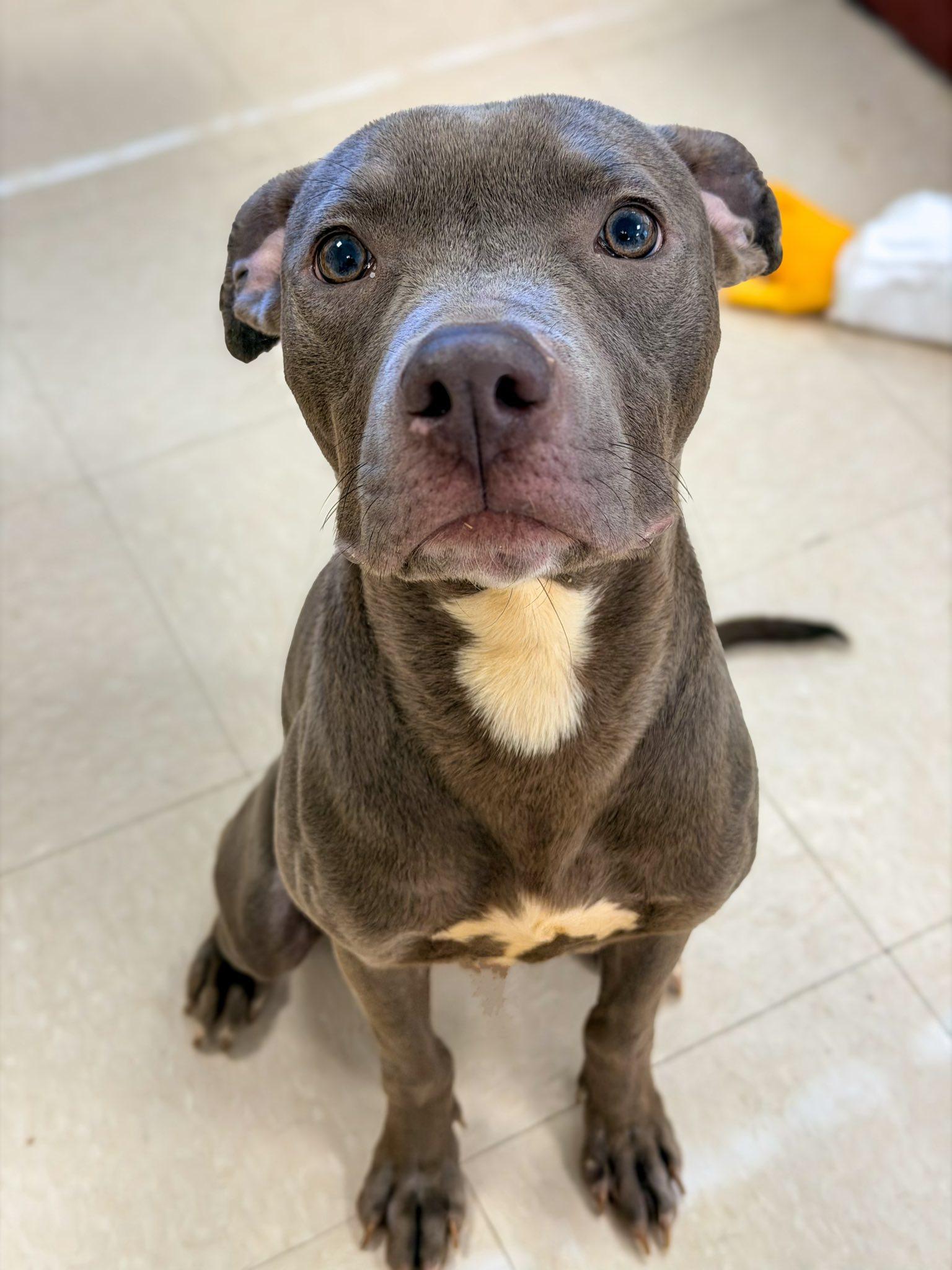 Dasher, a Adoptable Pit Bull Terrier in Clayton, NJ image 2/3