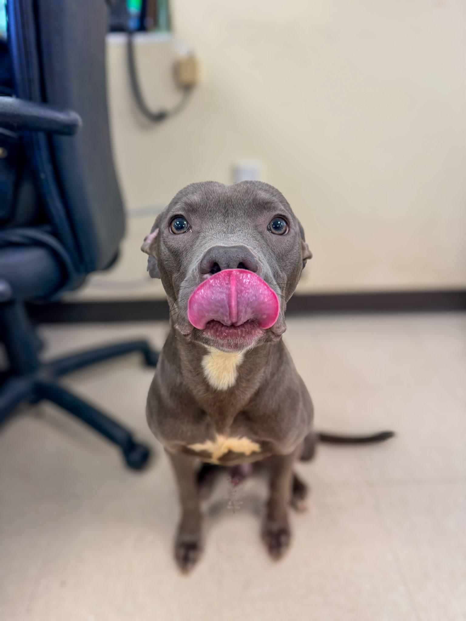 Dasher, a Adoptable Pit Bull Terrier in Clayton, NJ image 3/3