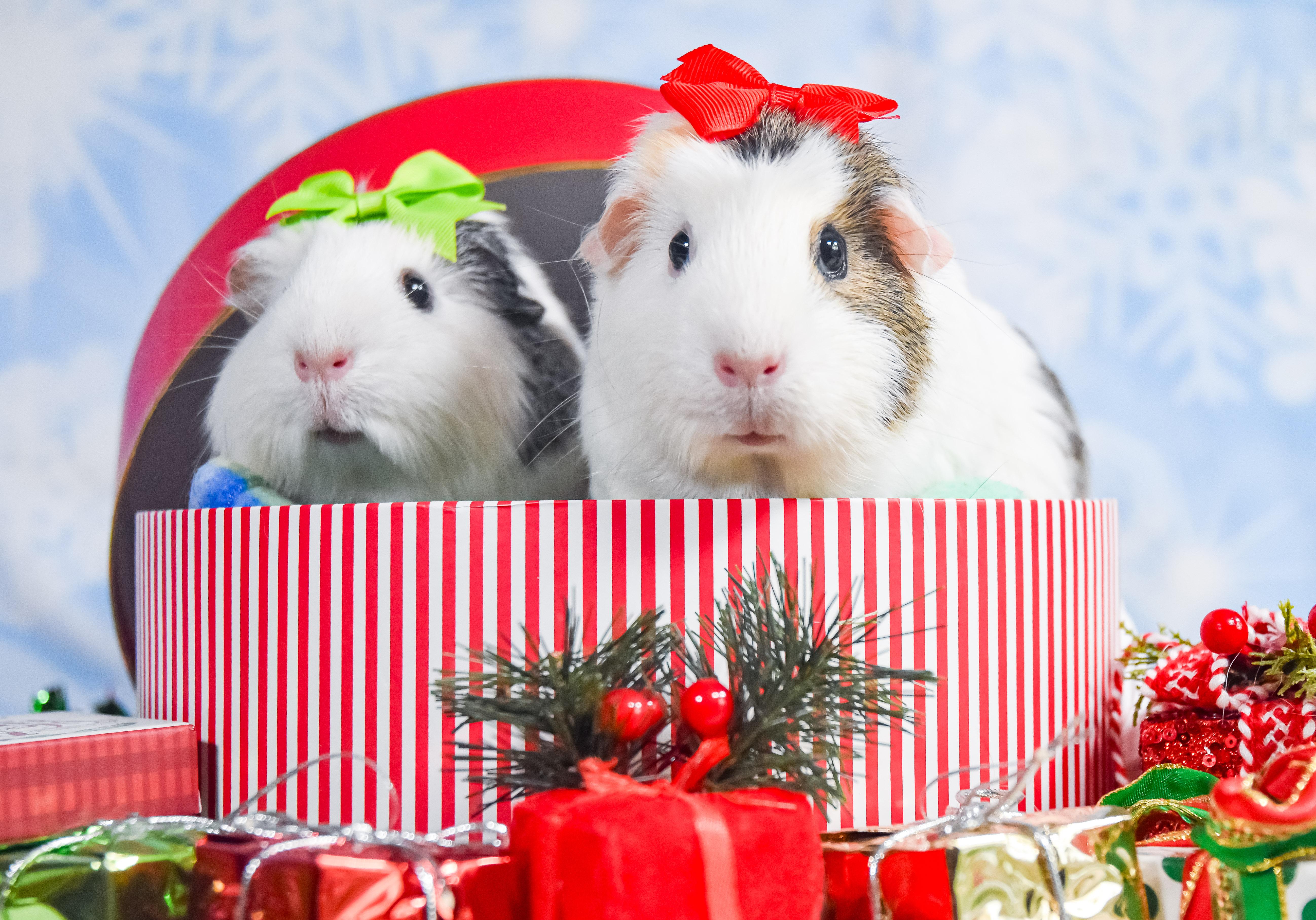 Rory and Poppy, Adoptable, Adult Female Guinea Pig.