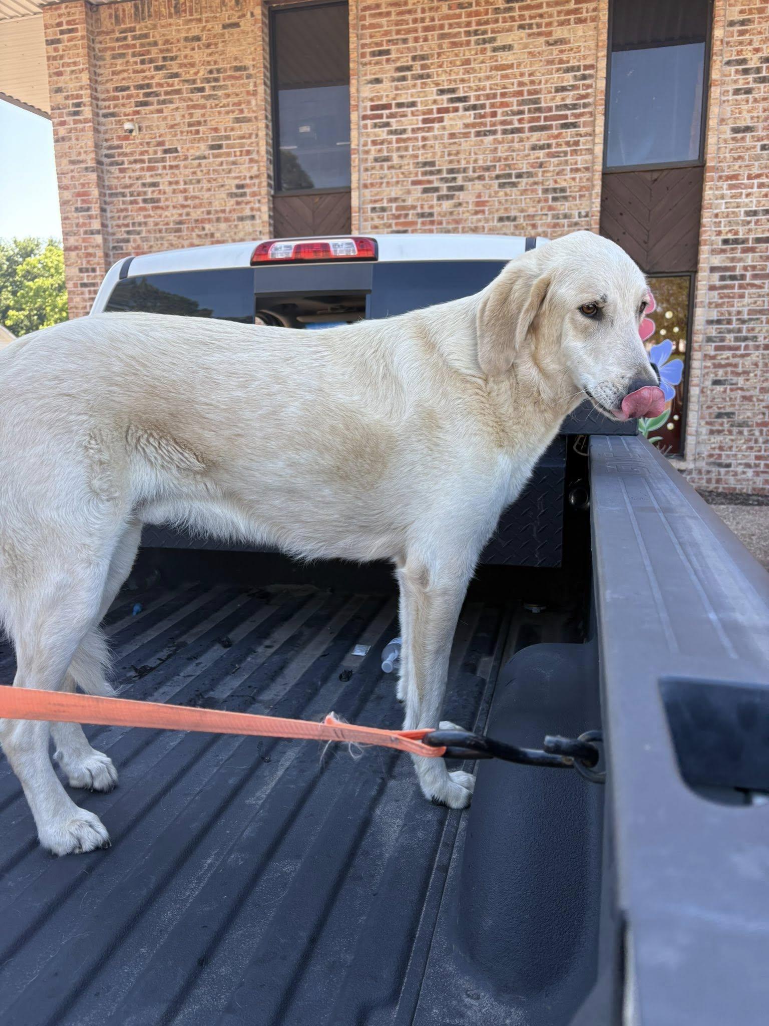 Billy, Adopted, Adult Male Yellow Labrador Retriever & Golden Retriever.