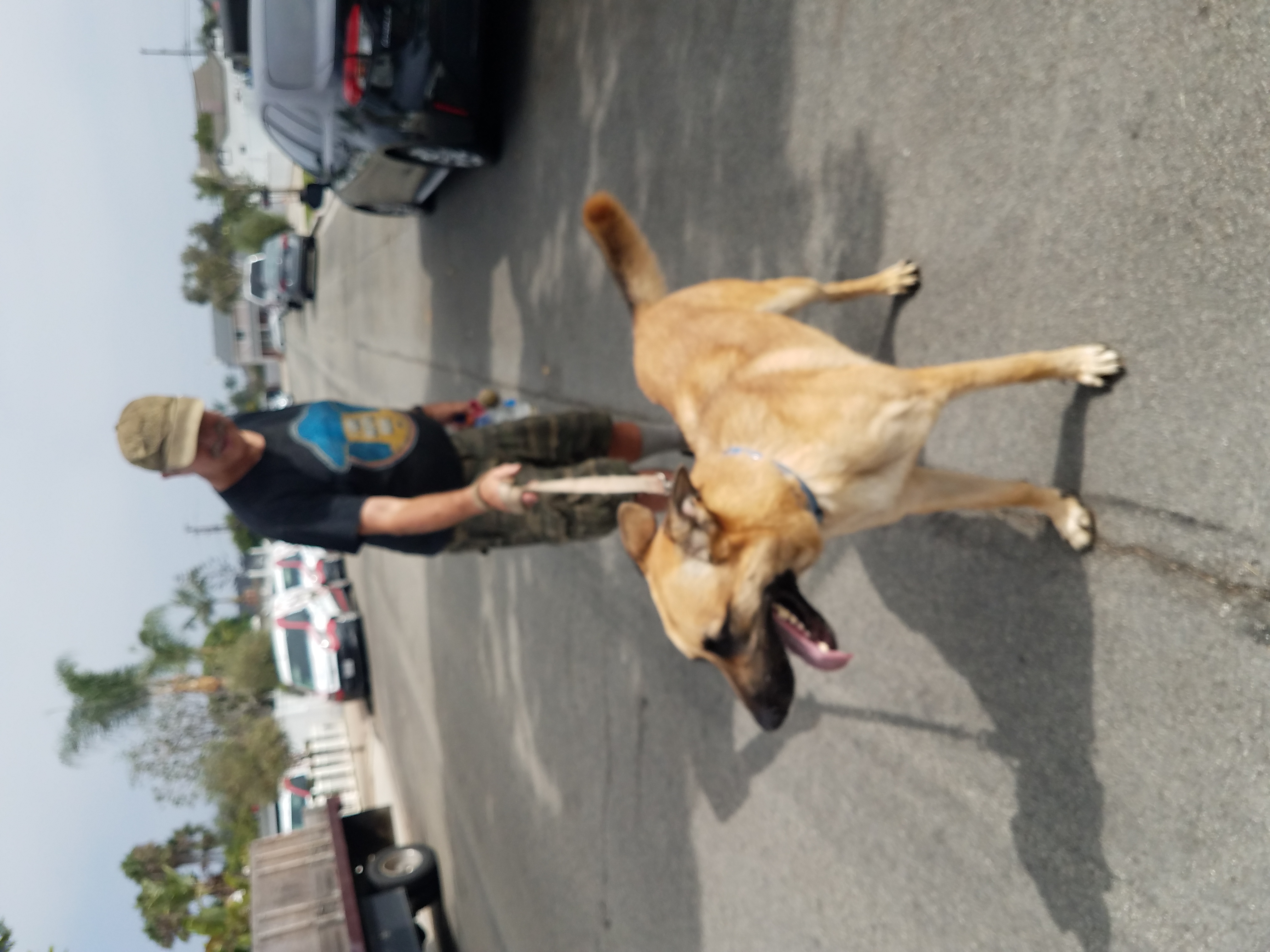 Tucker My Man!, Young Male Belgian Shepherd / Malinois