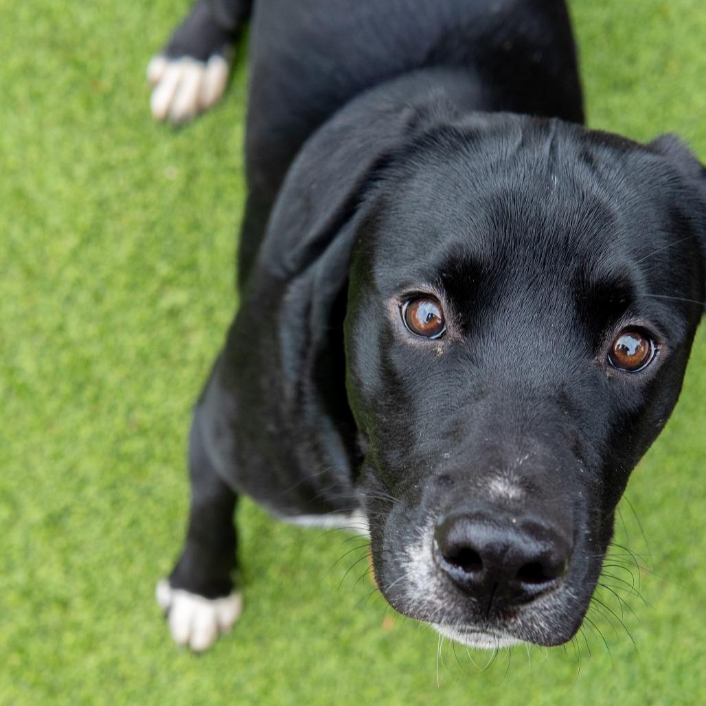 Flat, a Adoptable mixed breed in Gainesville, GA image 1/3