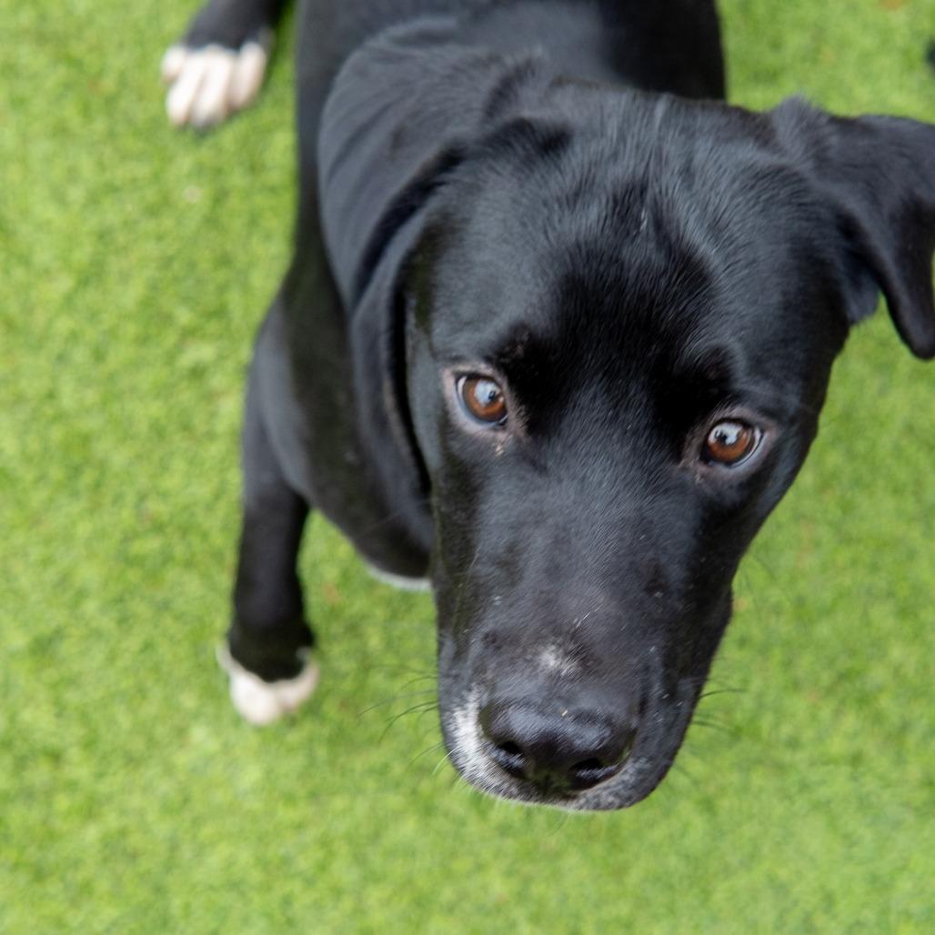 Flat, a Adoptable mixed breed in Gainesville, GA image 2/3