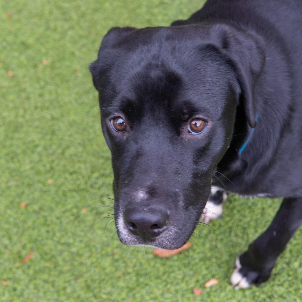 Flat, a Adoptable mixed breed in Gainesville, GA image 3/3