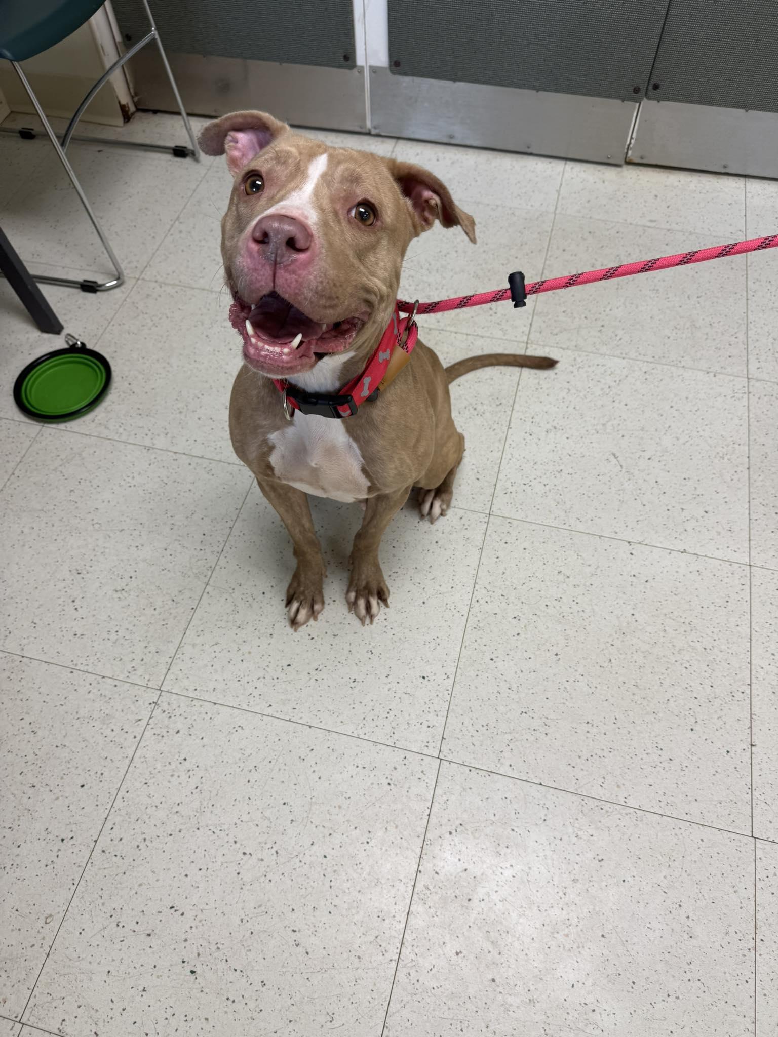 Enlarge Oakley, a Adoptable mixed breed in Binghamton, NY image 1/1