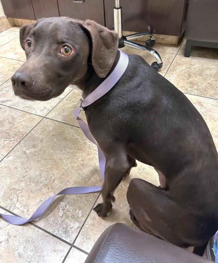 SueAnn's Bailey TX, a Adopted mixed breed in Boonton, NJ image 2/3