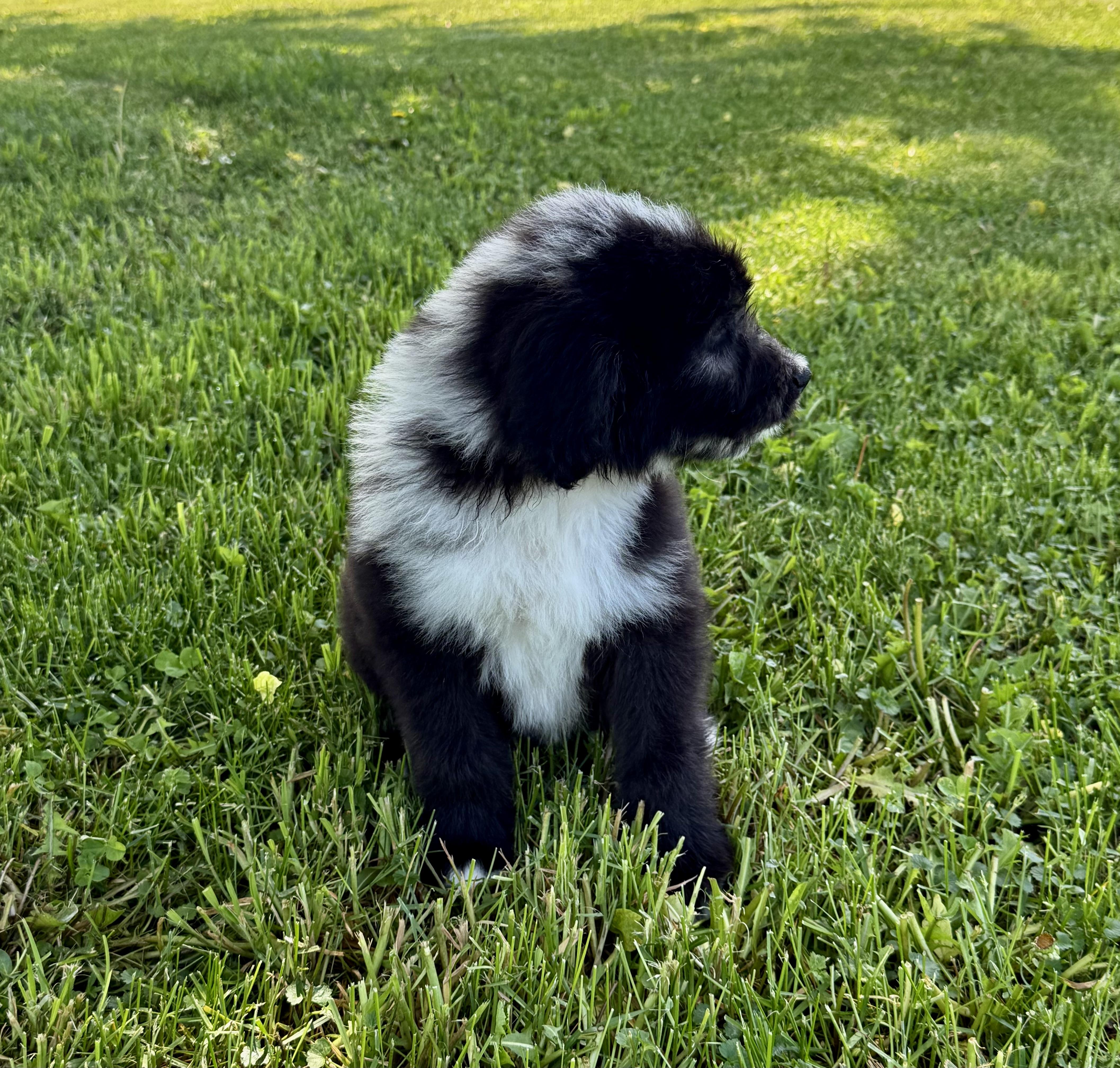 Pepe, an adopted Aussiedoodle in Hales corners, WI image 1/3