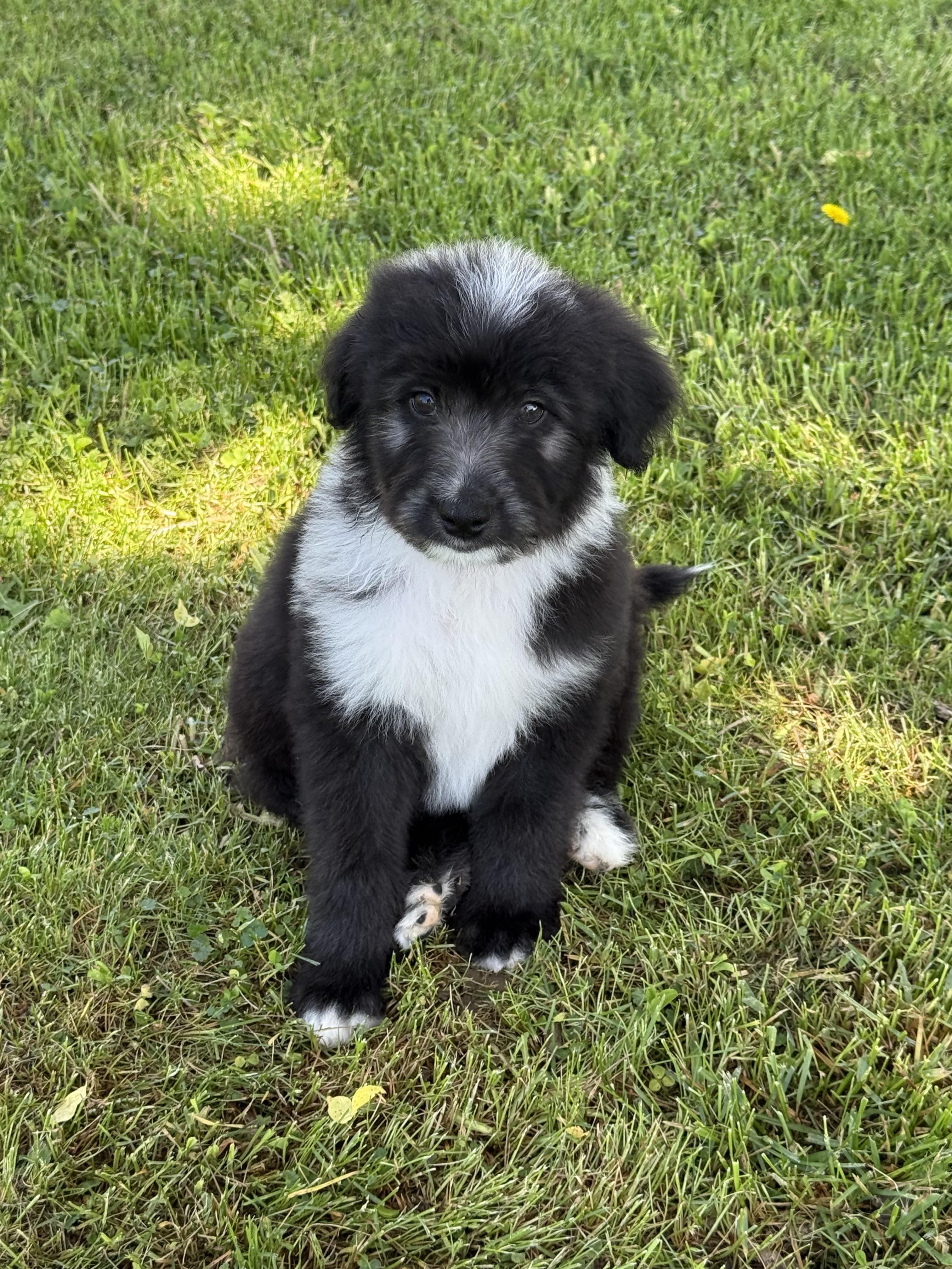Pepe, an adopted Aussiedoodle in Hales corners, WI image 3/3