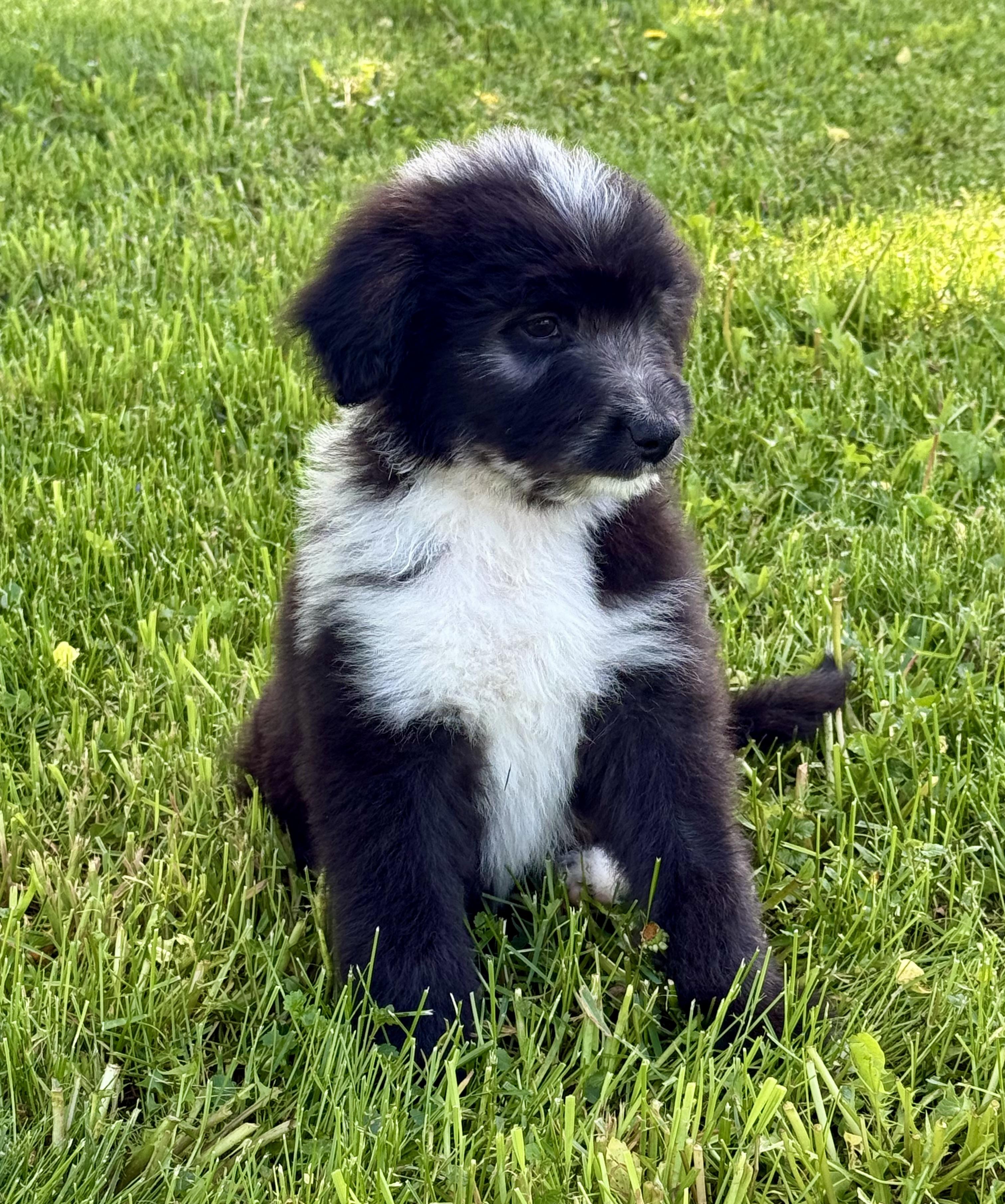 Pepe, an adopted Aussiedoodle in Hales corners, WI image 2/3