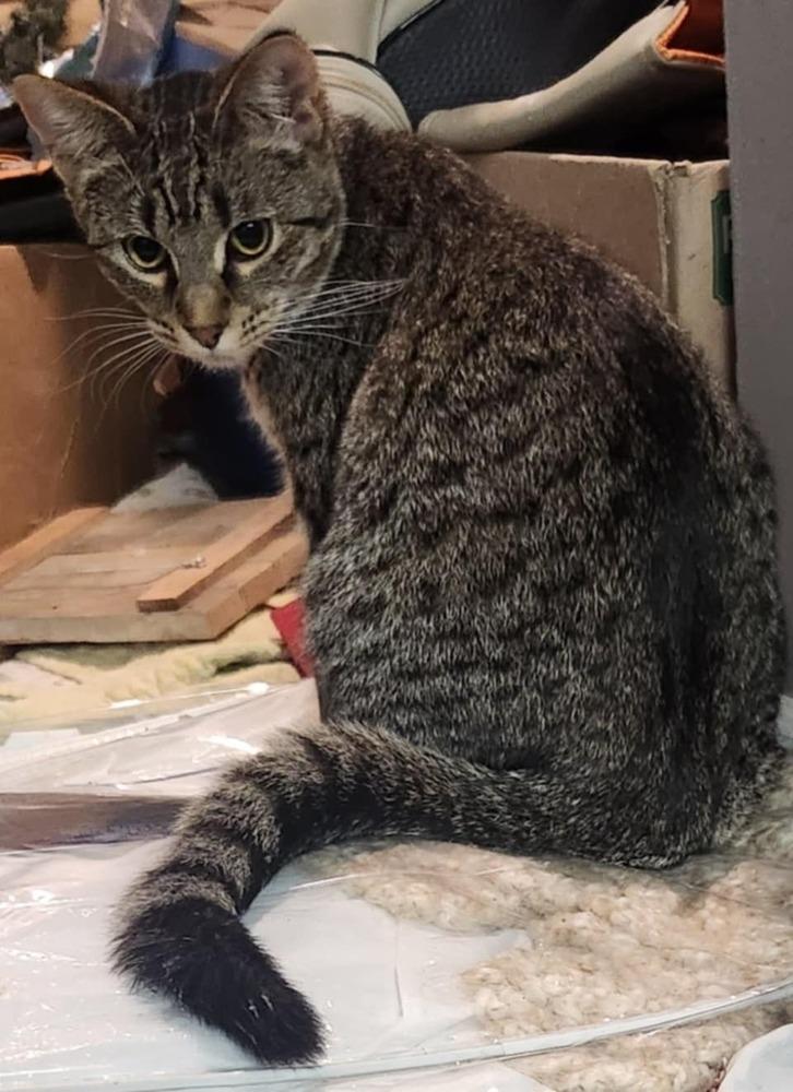 Georgia, Adoptable, Young Female Domestic Short Hair.