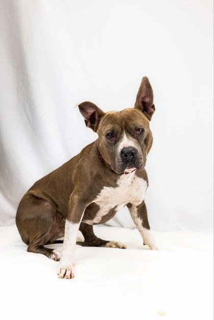 Moose, Adoptable, Adult Male Terrier & Mixed Breed.