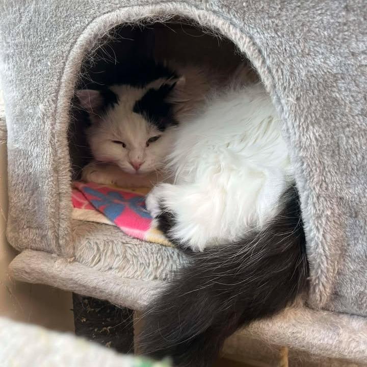 Cliff, a Adoptable Domestic Medium Hair in Milan, IL image 1/2