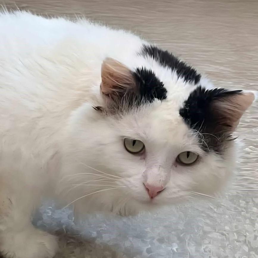 Cliff, a Adoptable Domestic Medium Hair in Milan, IL image 2/2