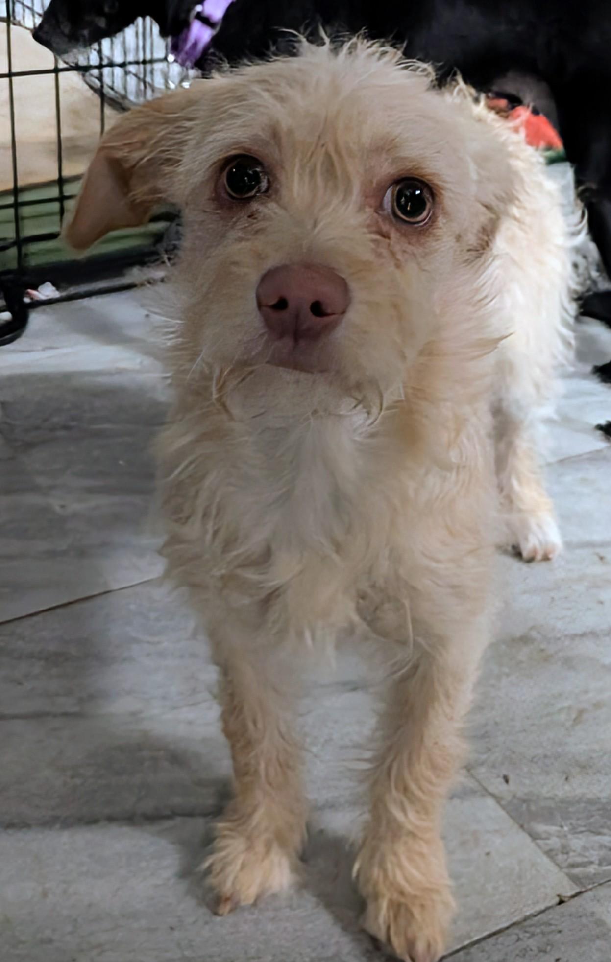 Jamison , adopted, Young Male Cairn Terrier.