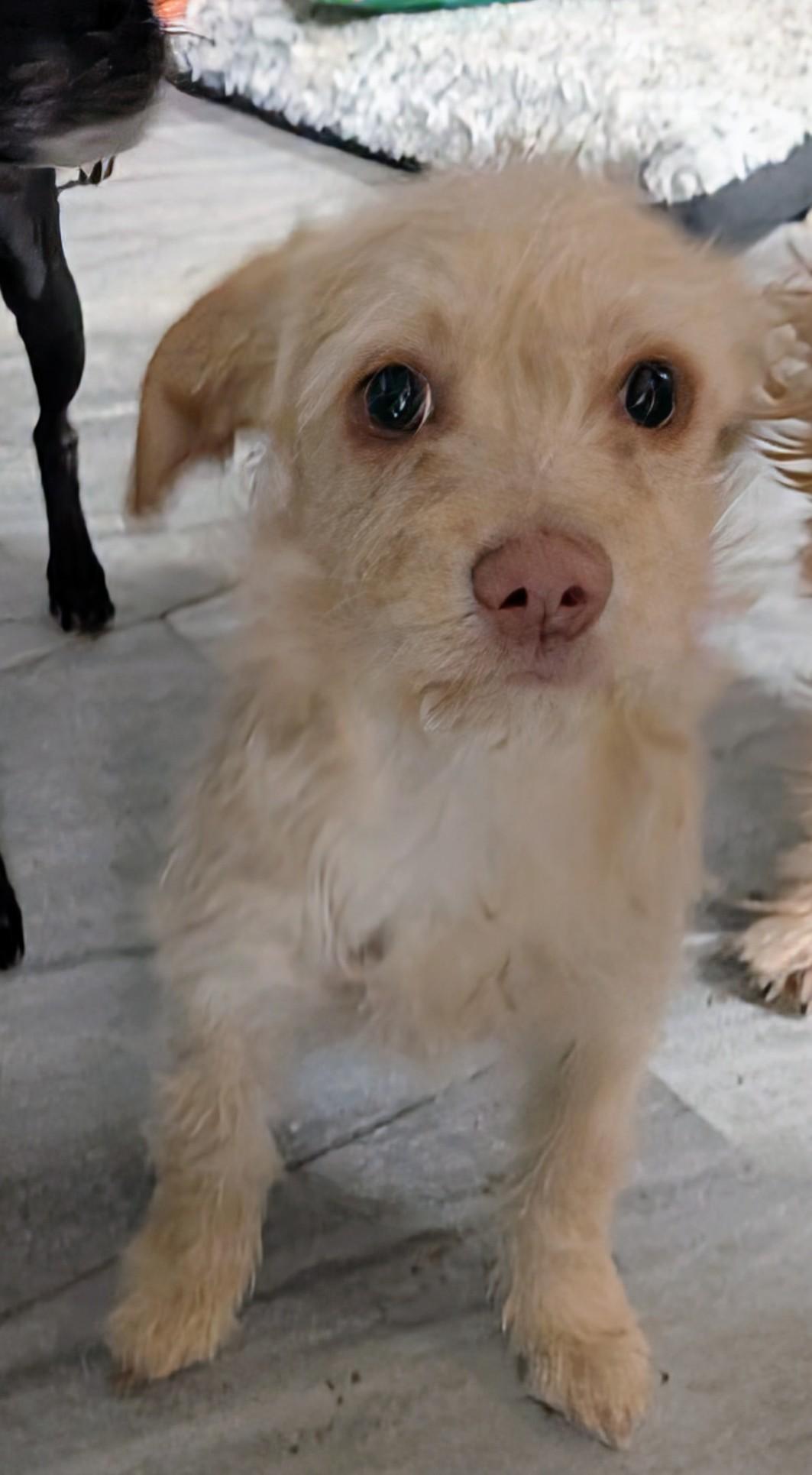 Jamison , an adopted mixed breed in Saint David, AZ image 3/3