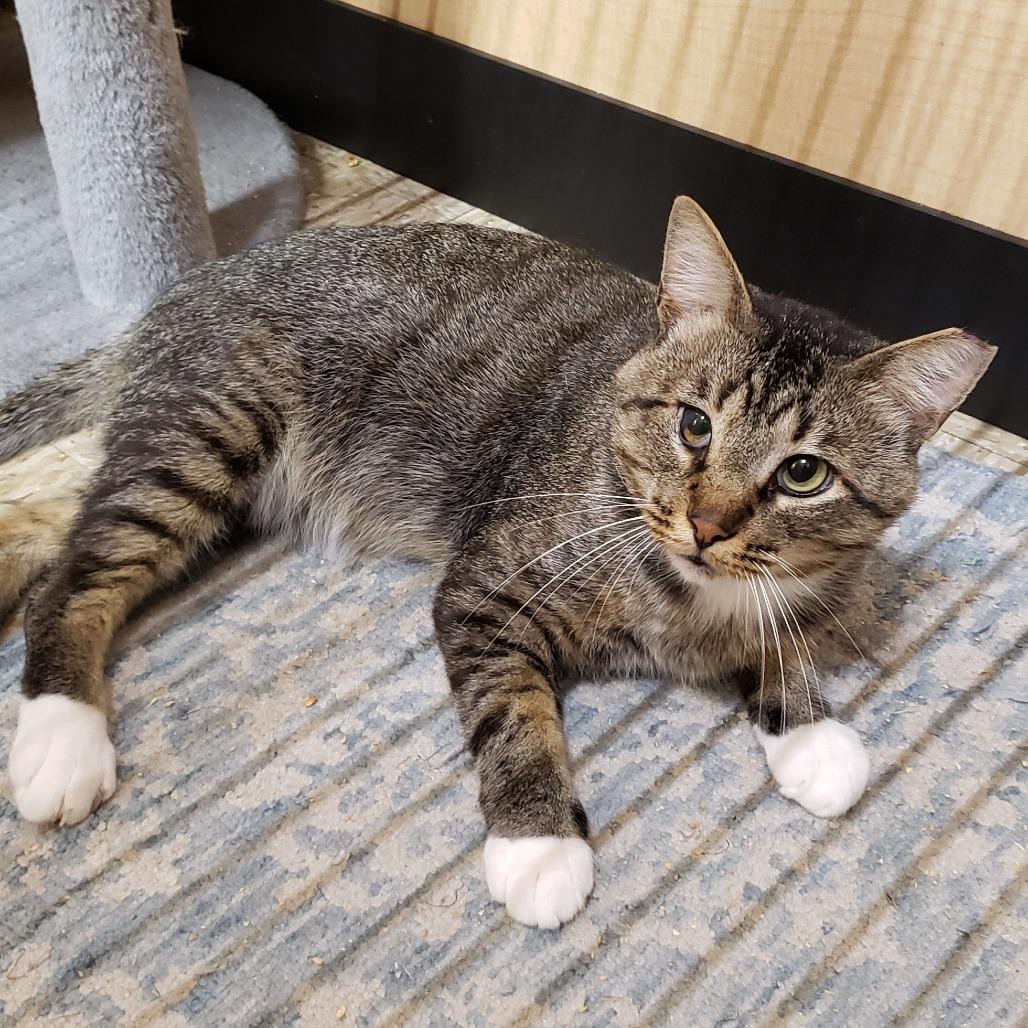 White Foot, a Adoptable Domestic Short Hair in Bulverde, TX image 1/4