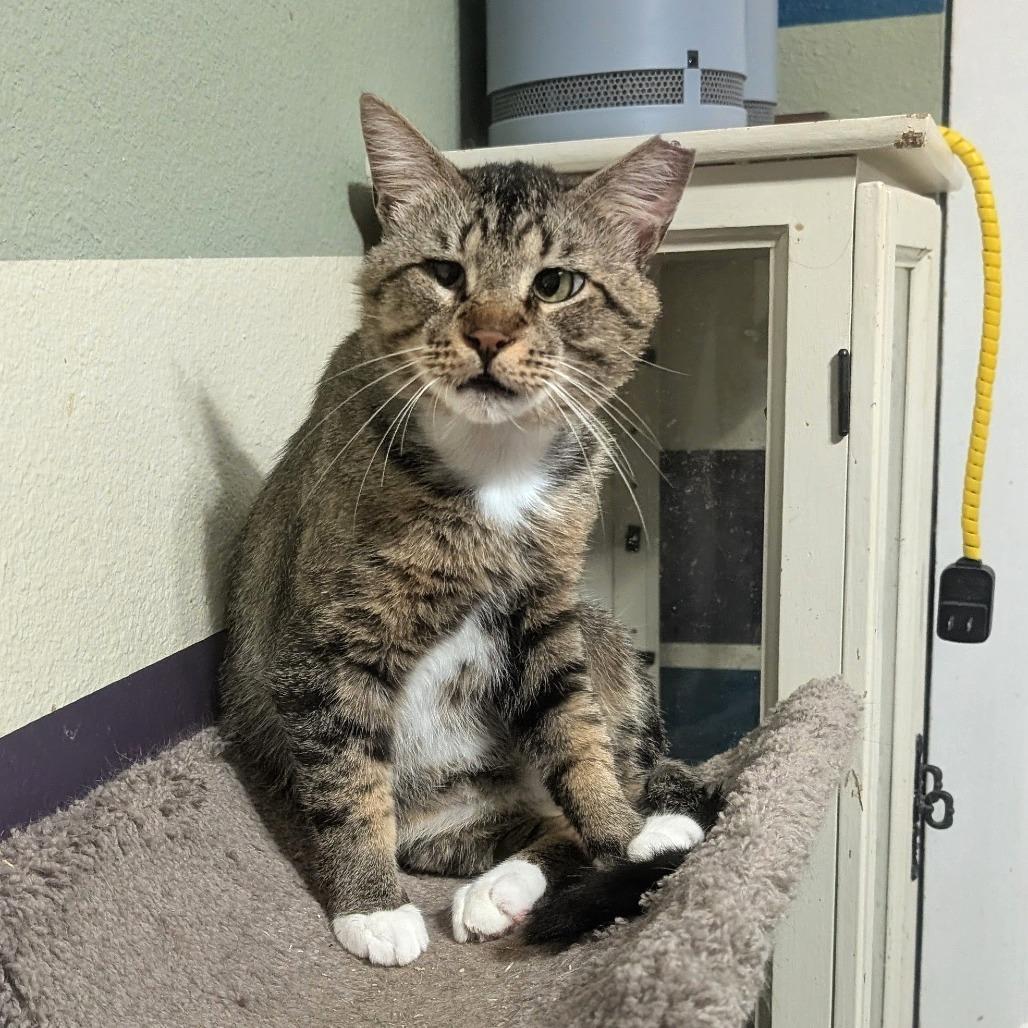 White Foot, Adoptable, Young Male Domestic Short Hair.