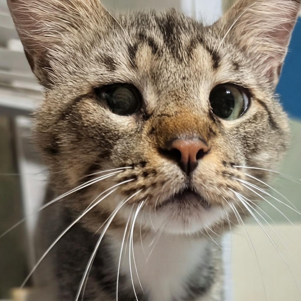 White Foot, a Adoptable Domestic Short Hair in Bulverde, TX image 2/3
