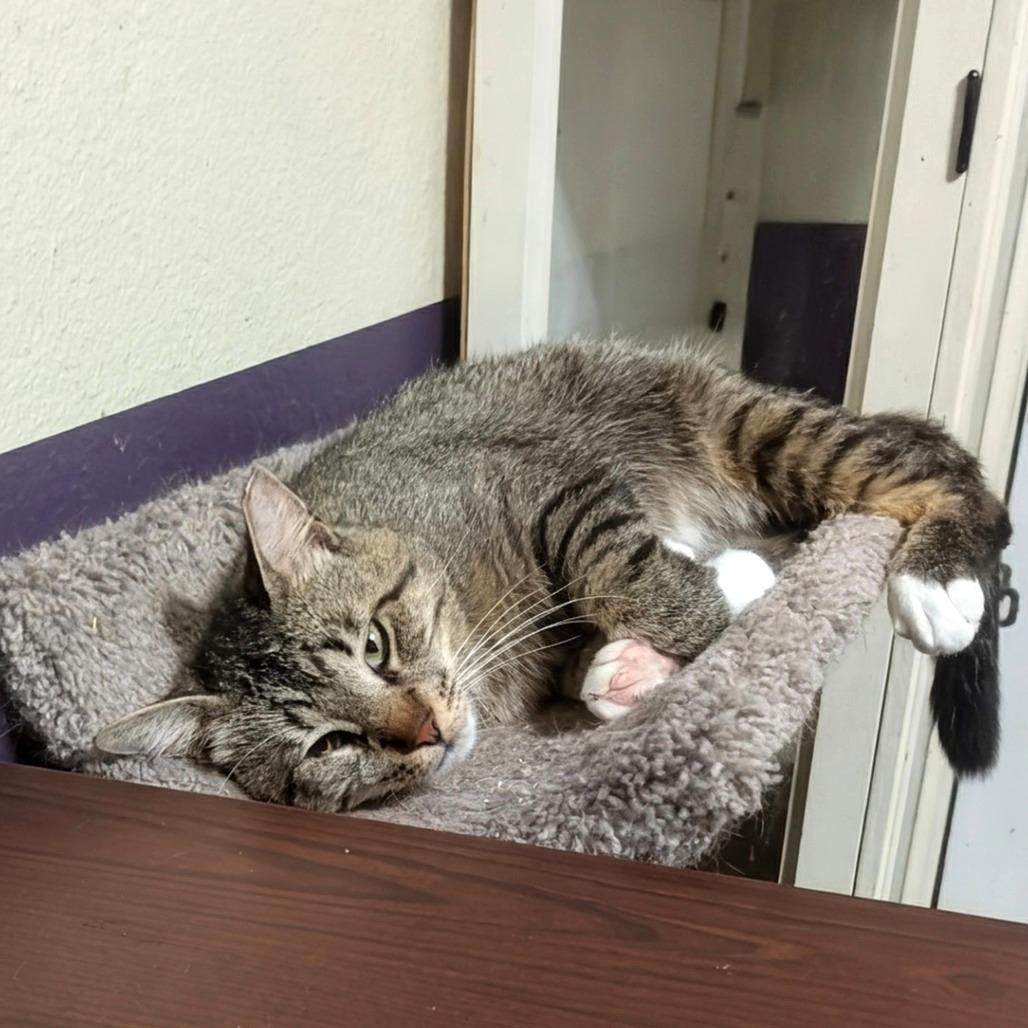 White Foot, a Adoptable Domestic Short Hair in Bulverde, TX image 3/3