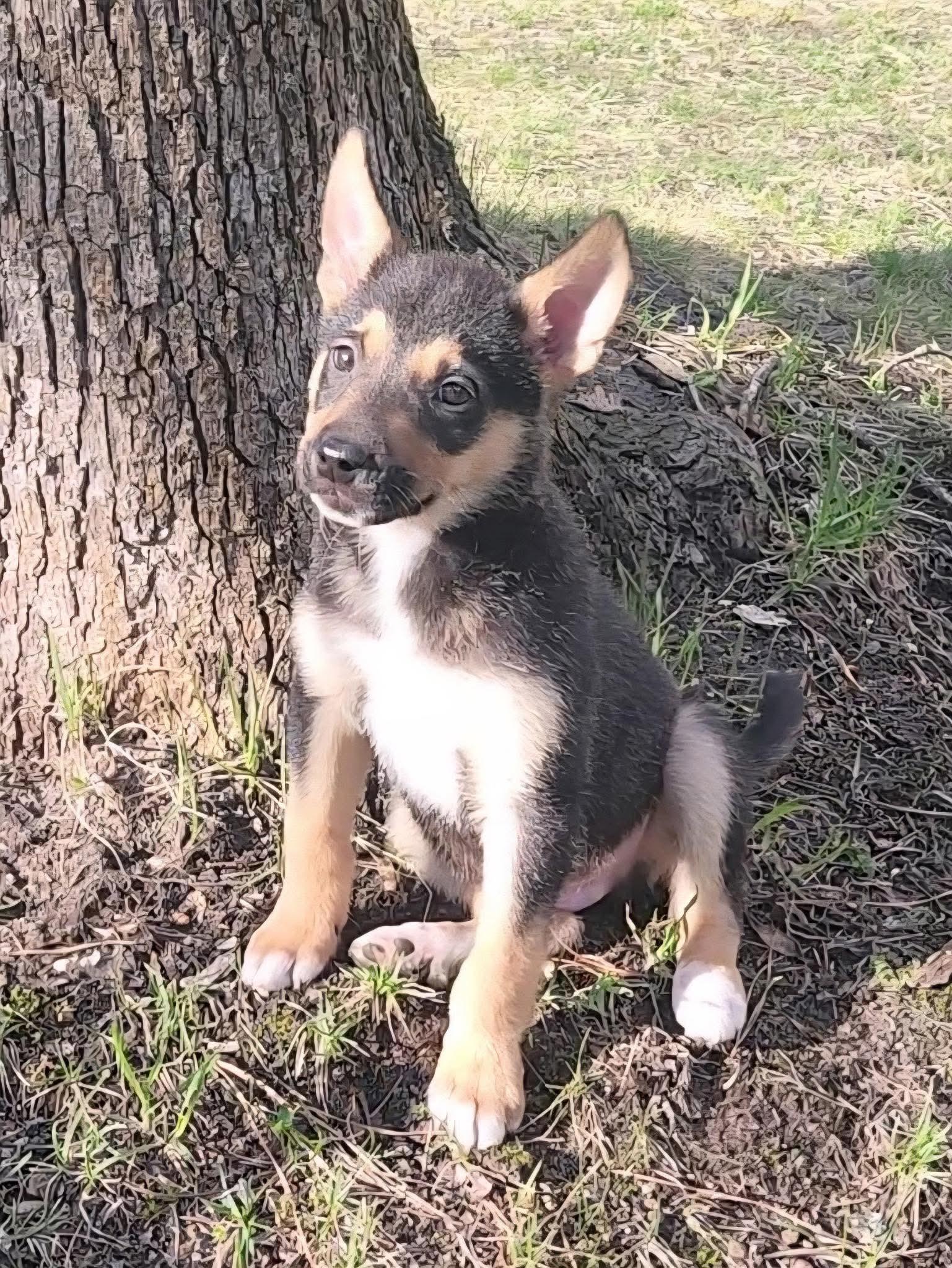 Enlarge Jelly Bean, a ADOPTABLE mixed breed in Jackson , NJ image 1/1