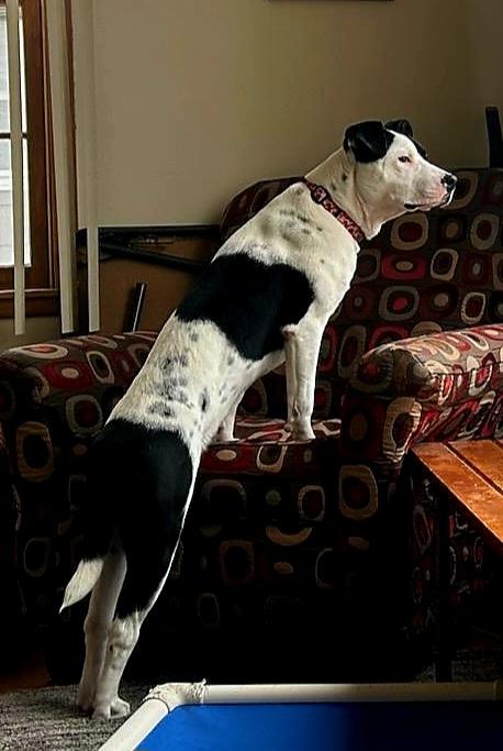 Garland, an adoptable Pit Bull Terrier, German Shorthaired Pointer in Charles City, IA, 50616 | Photo Image 6