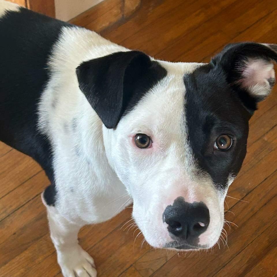 Garland, an adoptable Pit Bull Terrier, German Shorthaired Pointer in Charles City, IA, 50616 | Photo Image 1