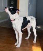 Garland, an adoptable Pit Bull Terrier, German Shorthaired Pointer in Charles City, IA, 50616 | Photo Image 3