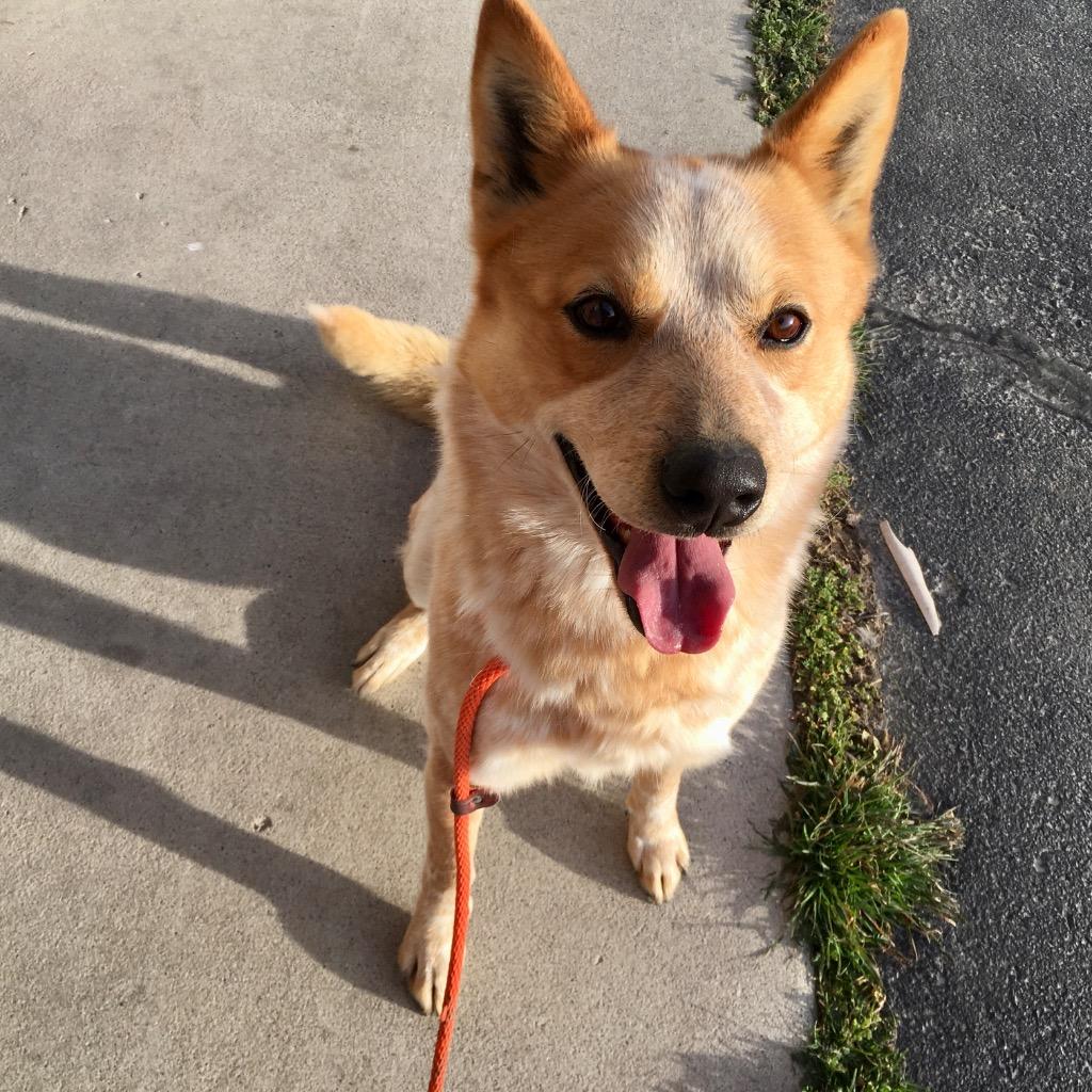 Enlarge Razz, a Adoptable Cattle Dog in Heber City, UT image 1/3