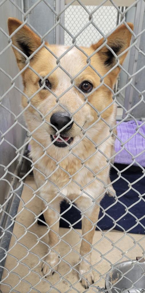 Enlarge Razz, a Adoptable Cattle Dog in Heber City, UT image 2/3