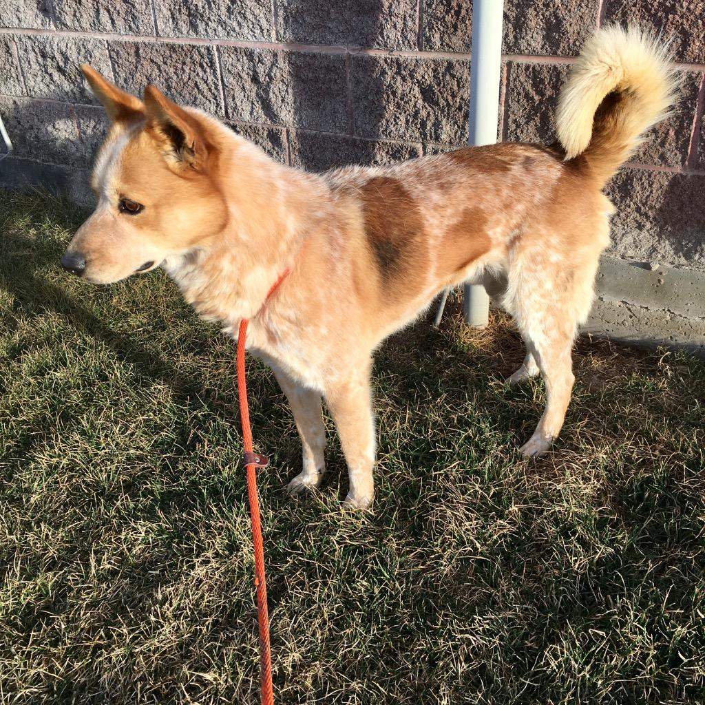 Enlarge Razz, a Adoptable Cattle Dog in Heber City, UT image 3/3